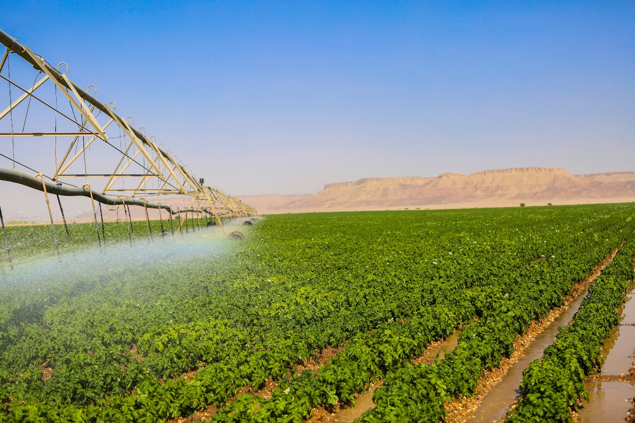 وادي الدواسر تزرع 6 آلاف هكتار بطاطس تنتج 480 ألف طن