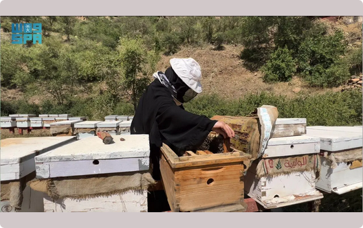 #ريف_السعودية : برنامج إكثار نحل العسل يسهم بتحقيق إنتاجية بنسبة (200%) في أربعة مناحل